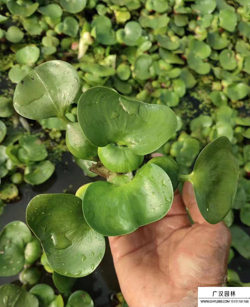 水葫蘆 