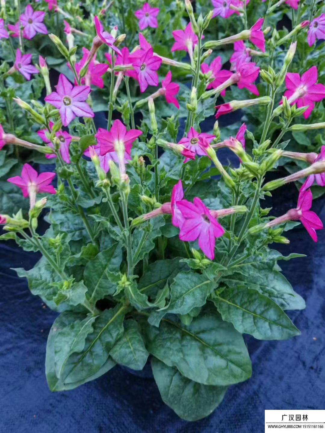 花煙草