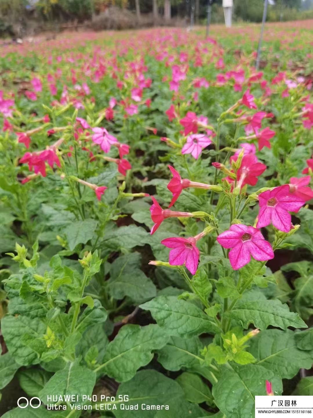 花煙草