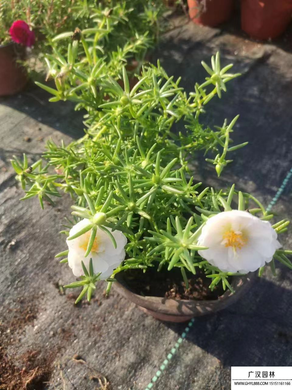 太陽花