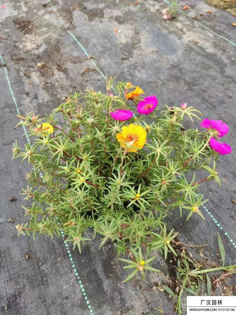 太陽花