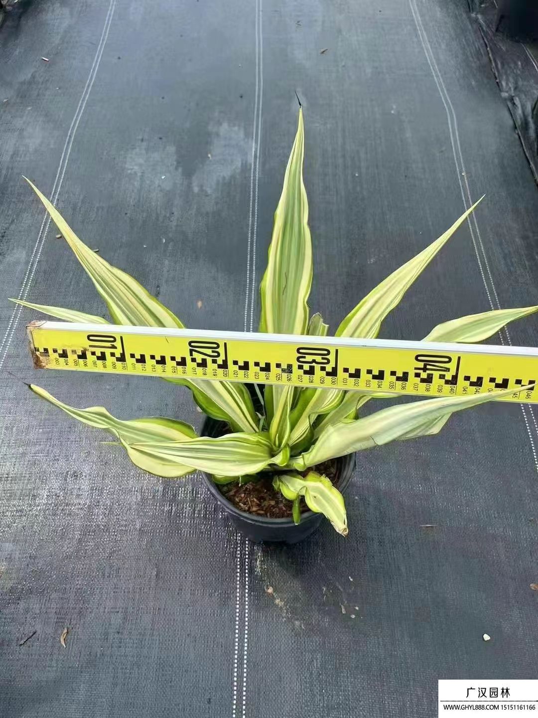 黃紋萬年麻