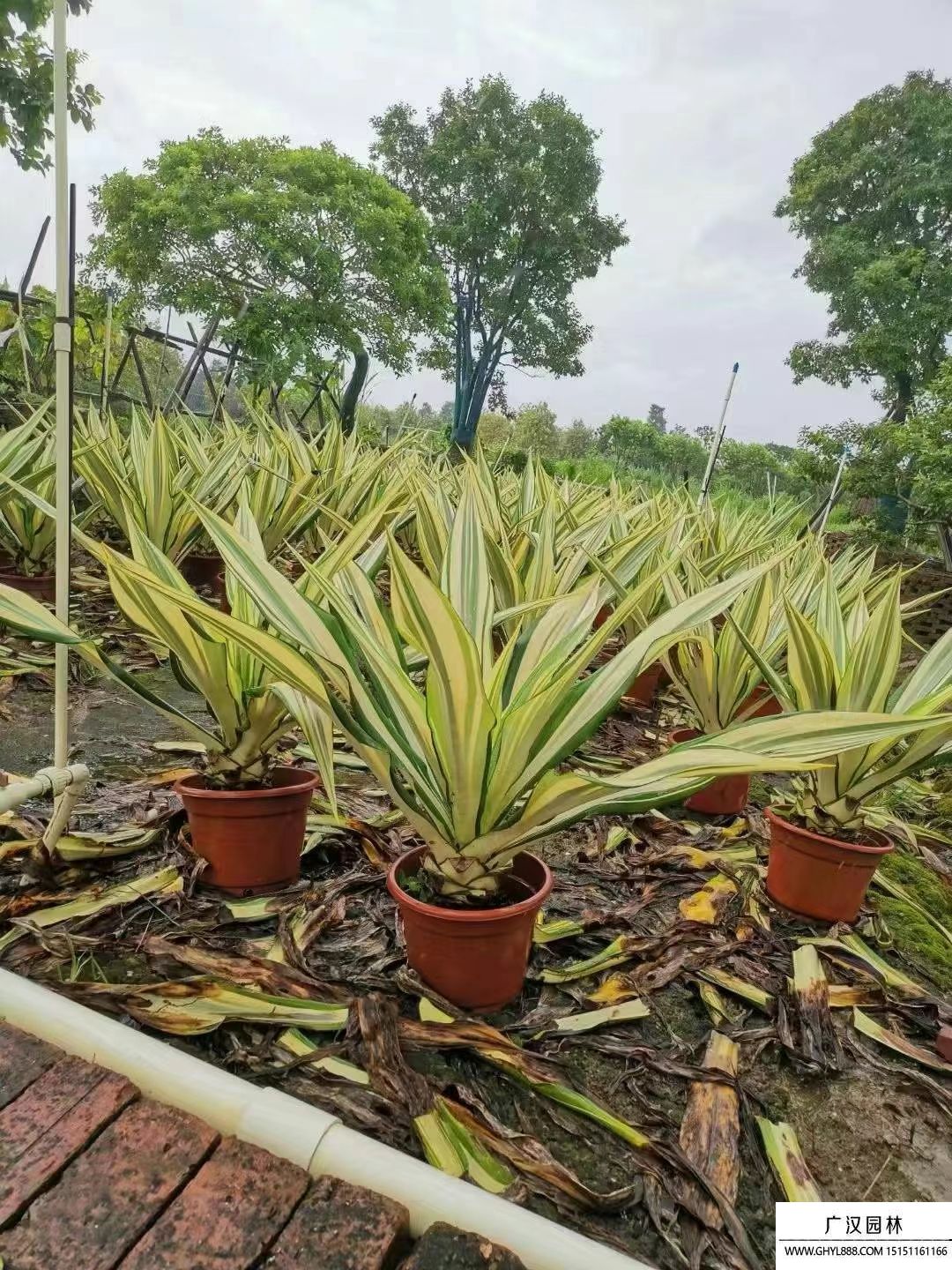 黃紋萬年麻
