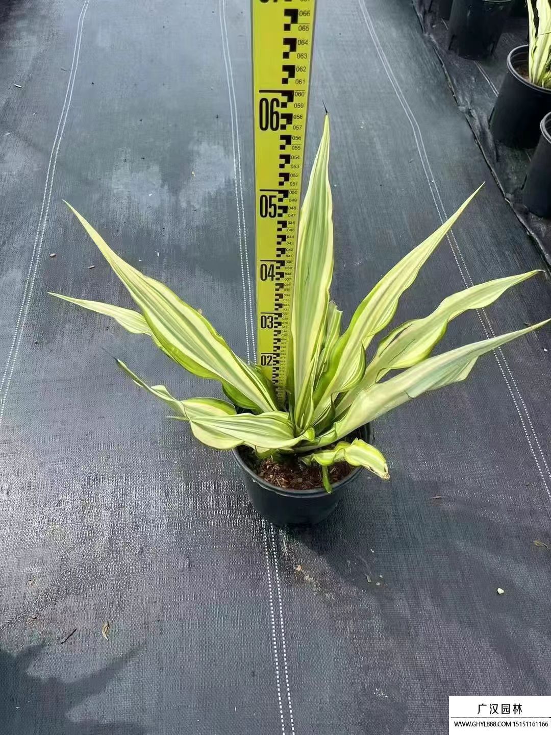 黃紋萬年麻