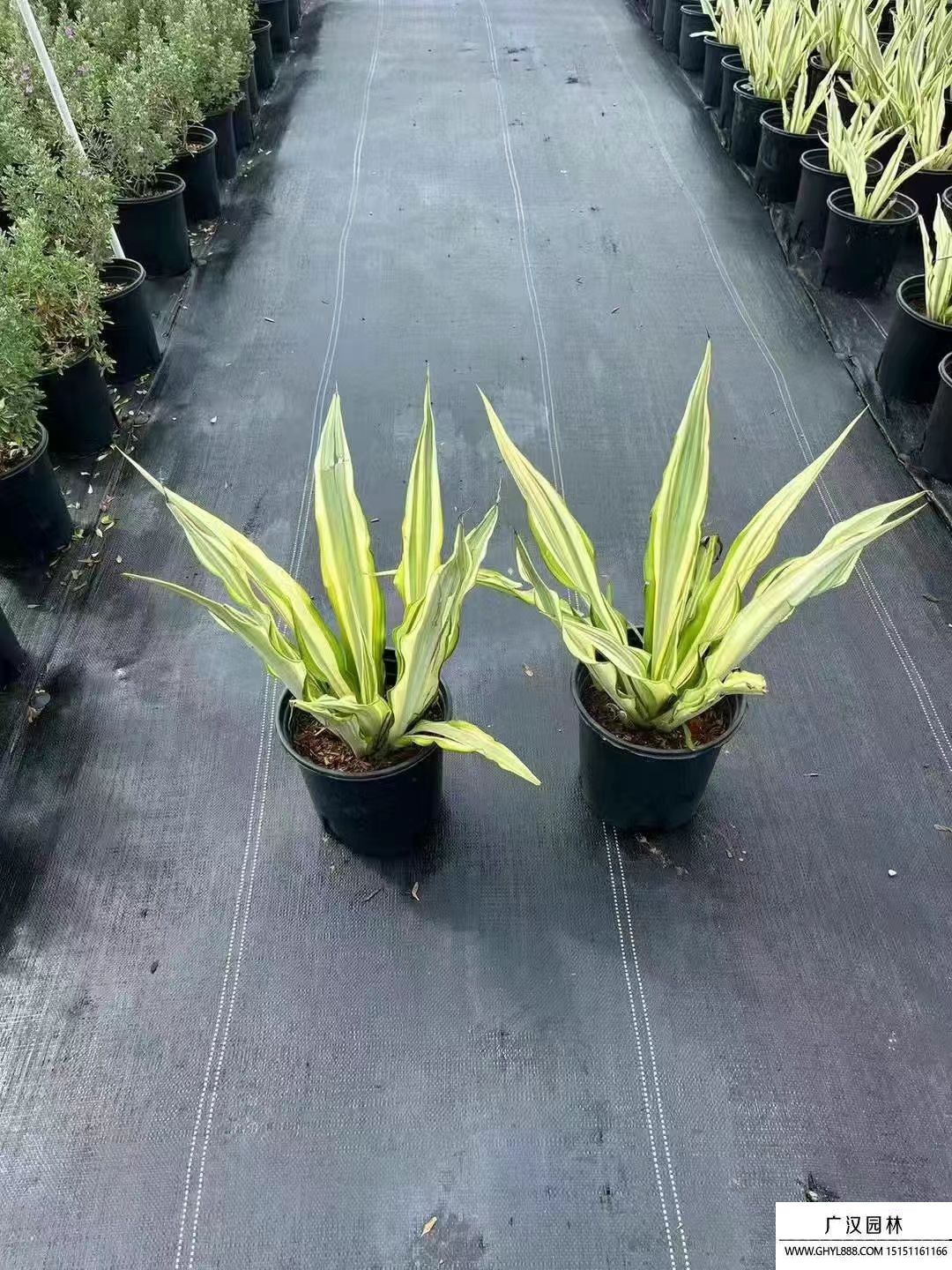 黃紋萬年麻