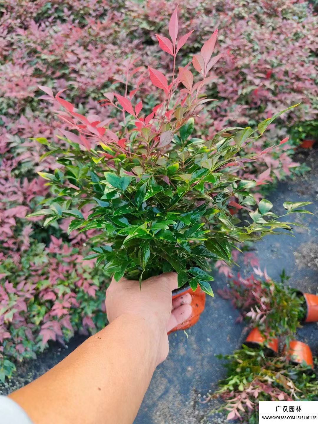紅寶石南天竹