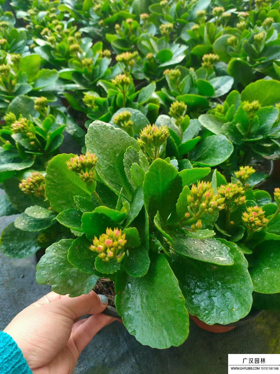 長壽花