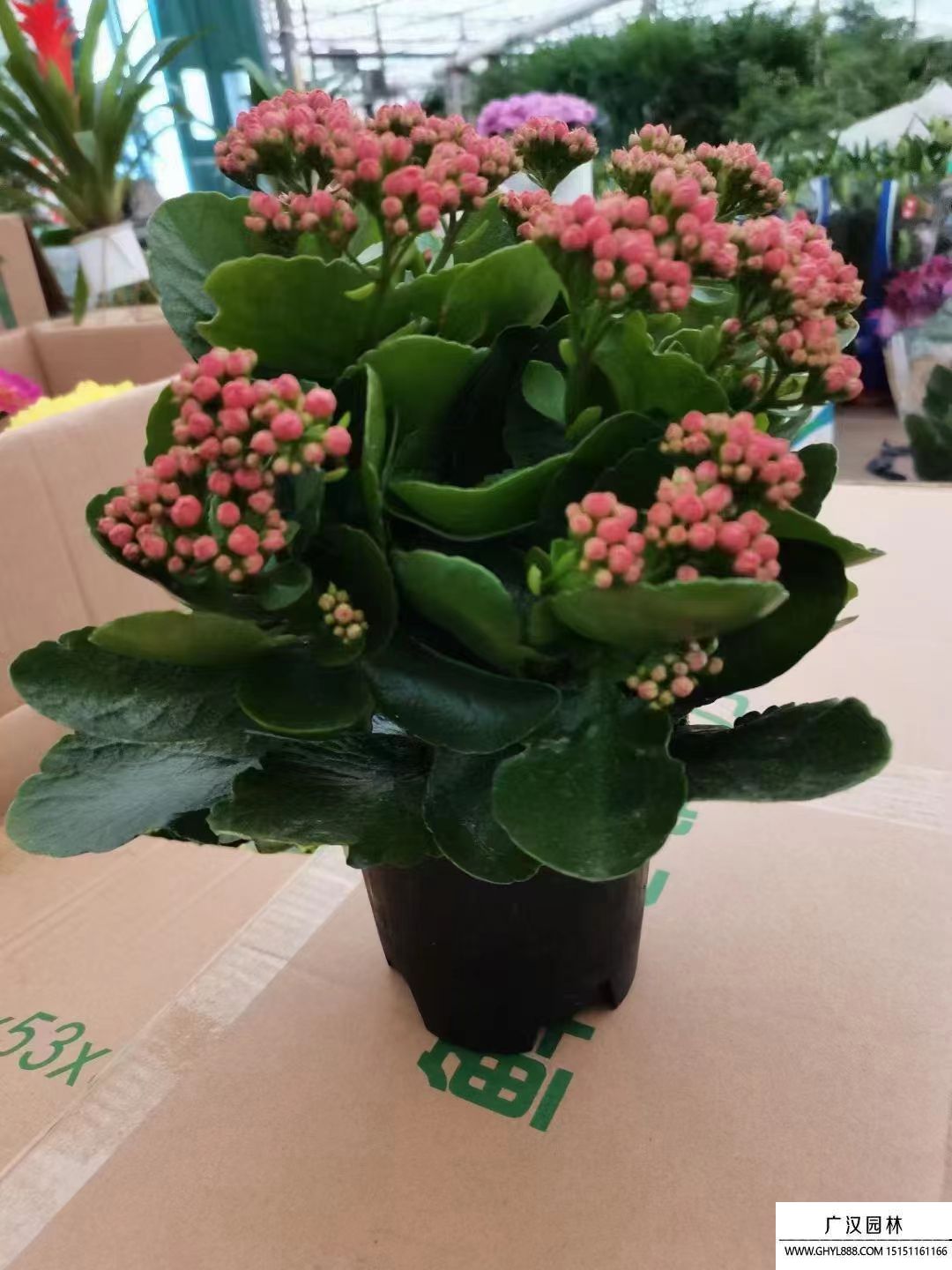 長壽花