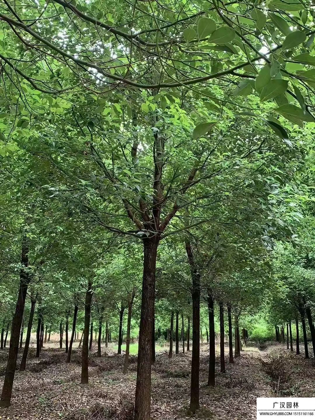 香樟樹