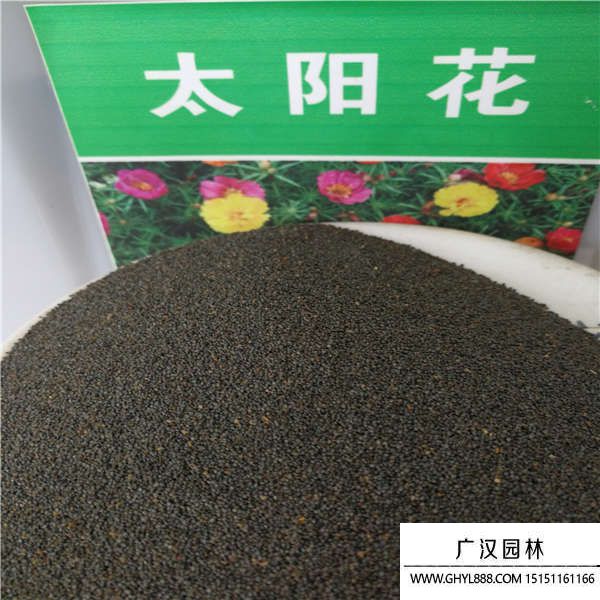 太陽花種子