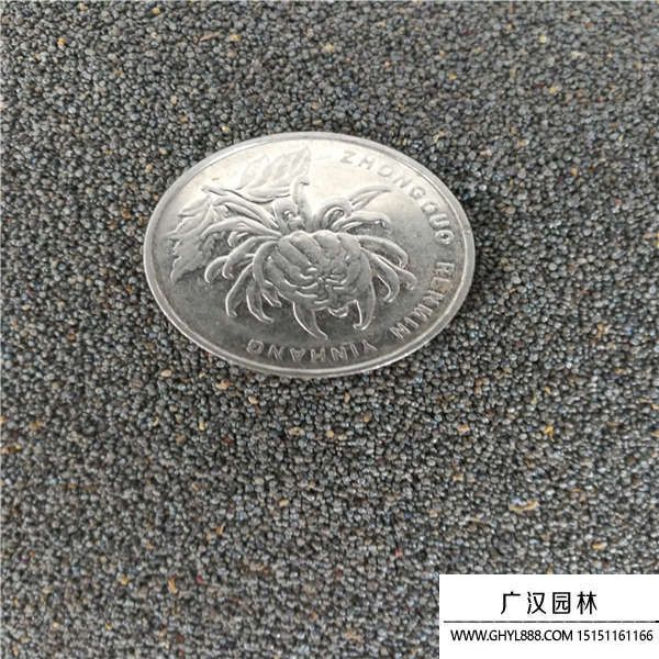 太陽花種子