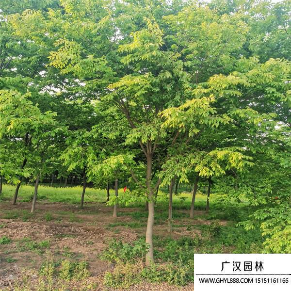 紅櫸樹