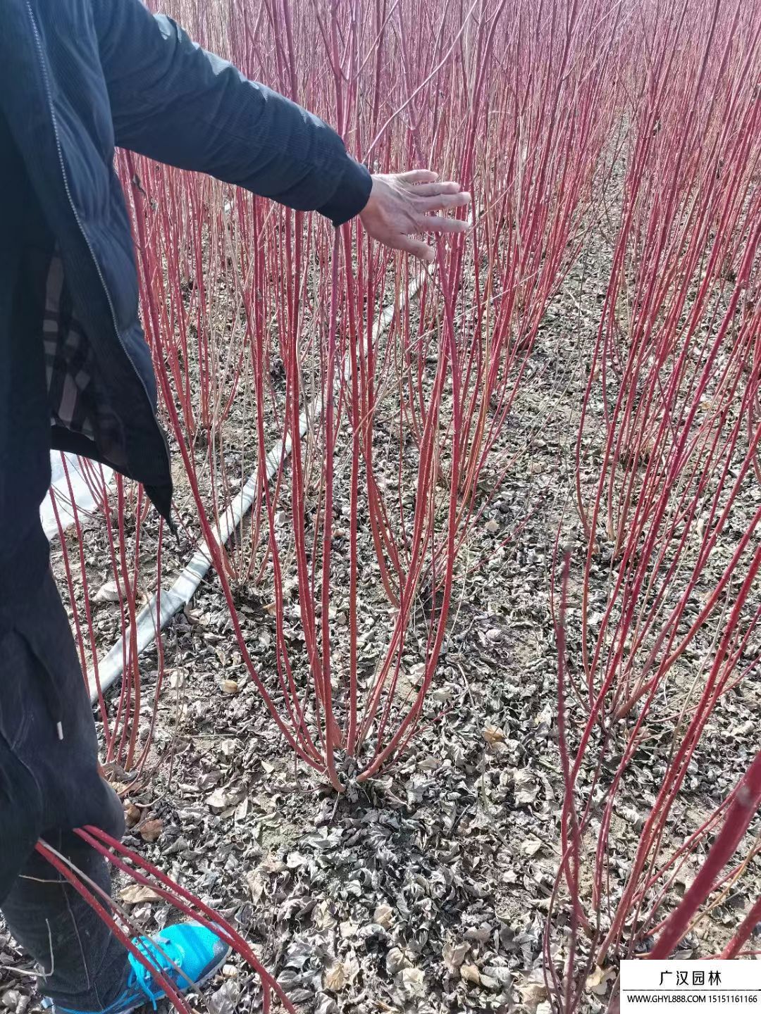 紅瑞木 