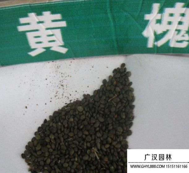黃花槐種子