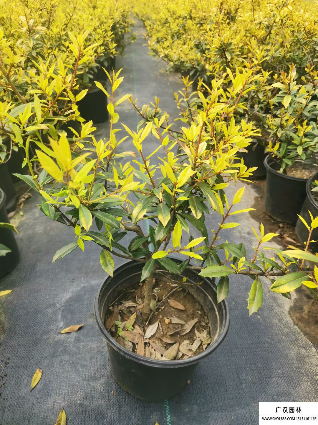 黃金枸骨