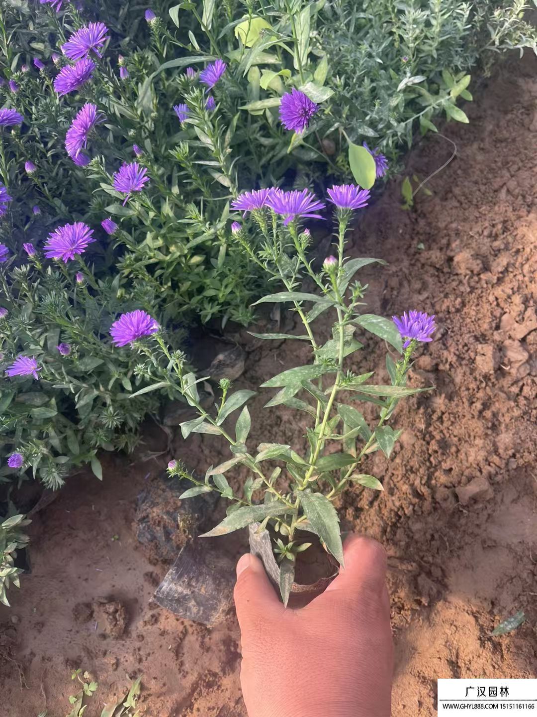 丹麥翠菊
