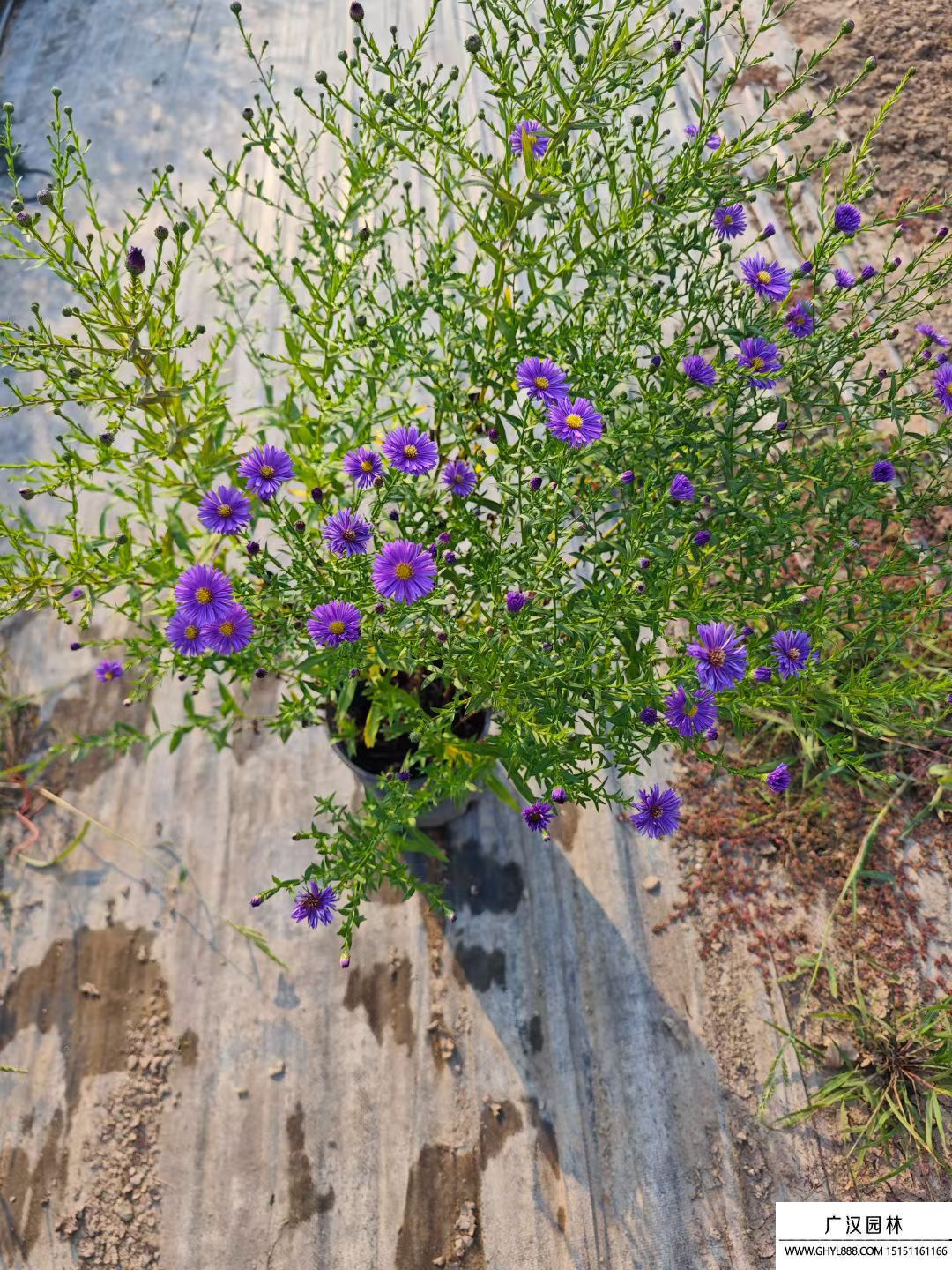 丹麥翠菊