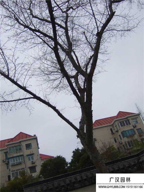 榔榆樹