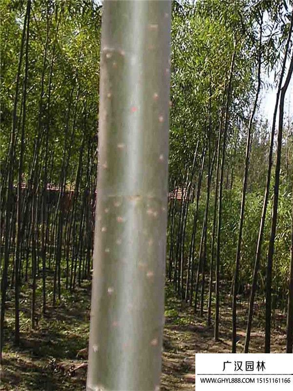 美國竹柳
