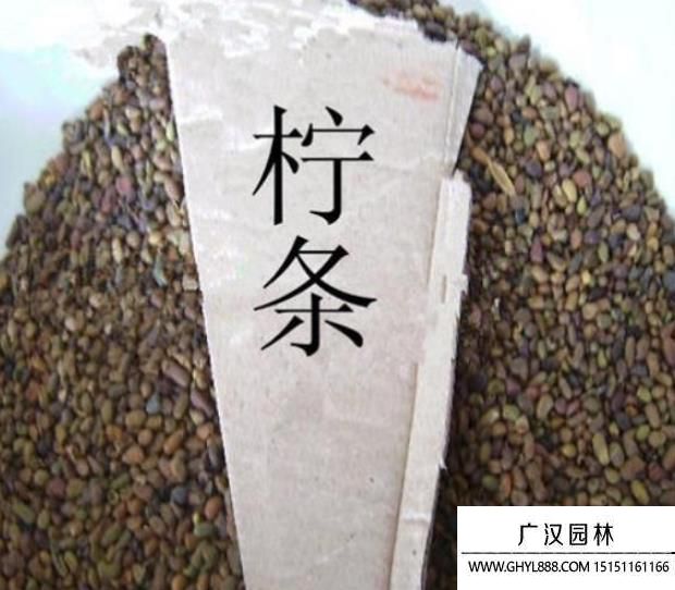 檸條種子