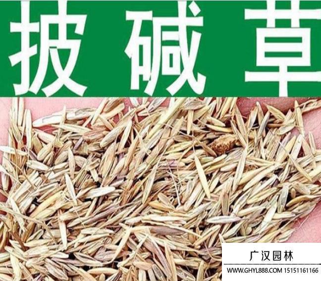 披堿草種子