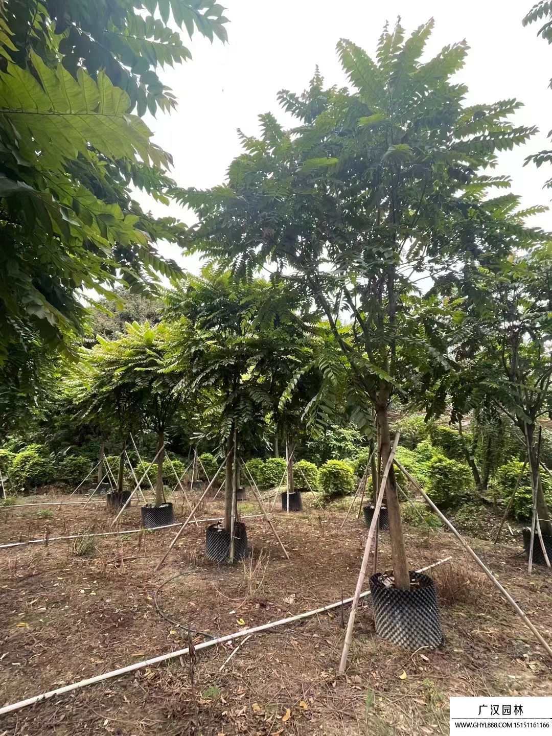 麻楝樹