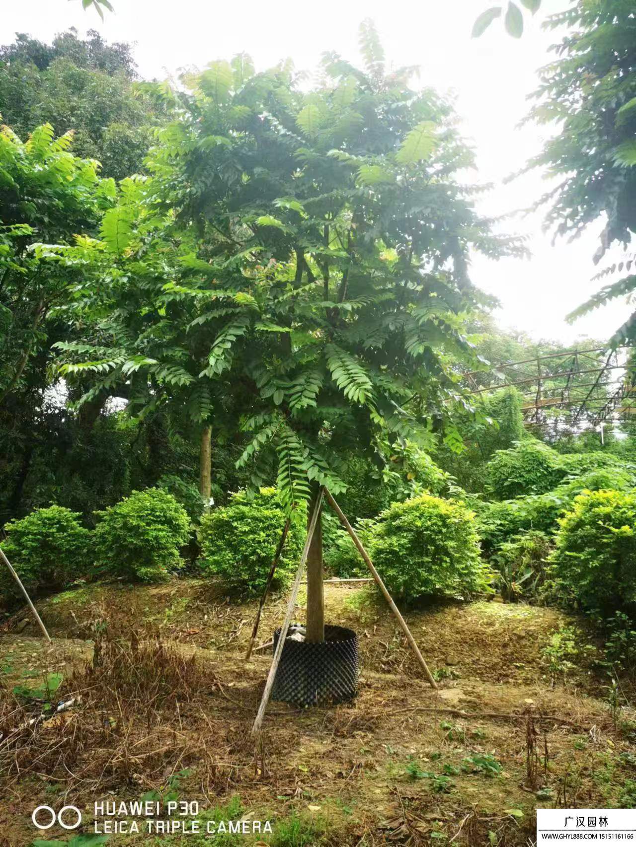 麻楝樹 