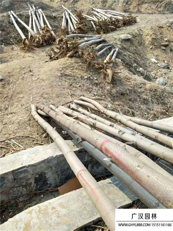 泡桐樹 