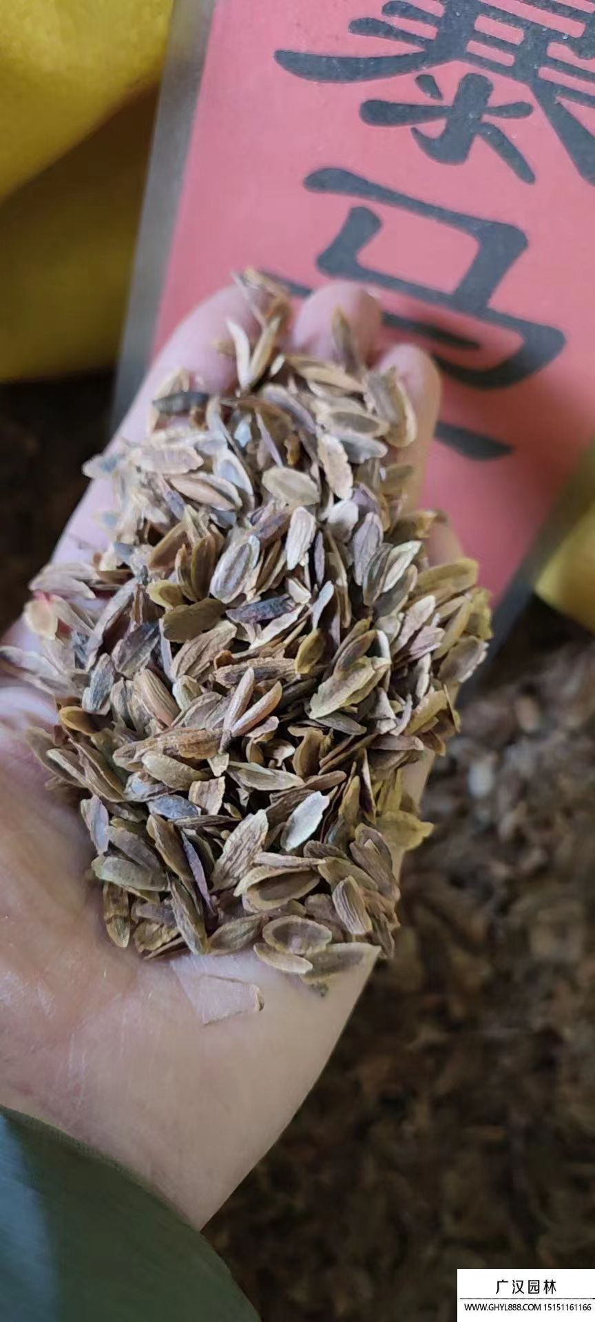 暴馬丁香種子