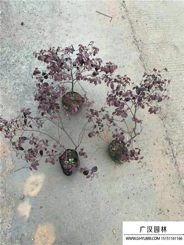 紅花繼木