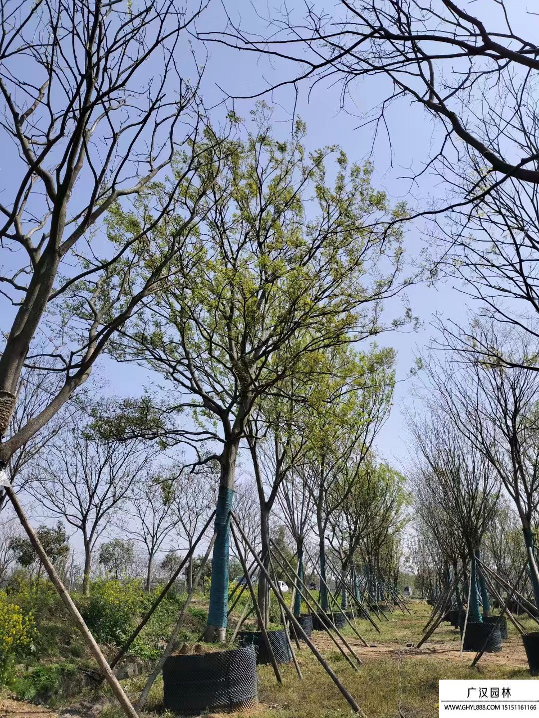 樸樹 