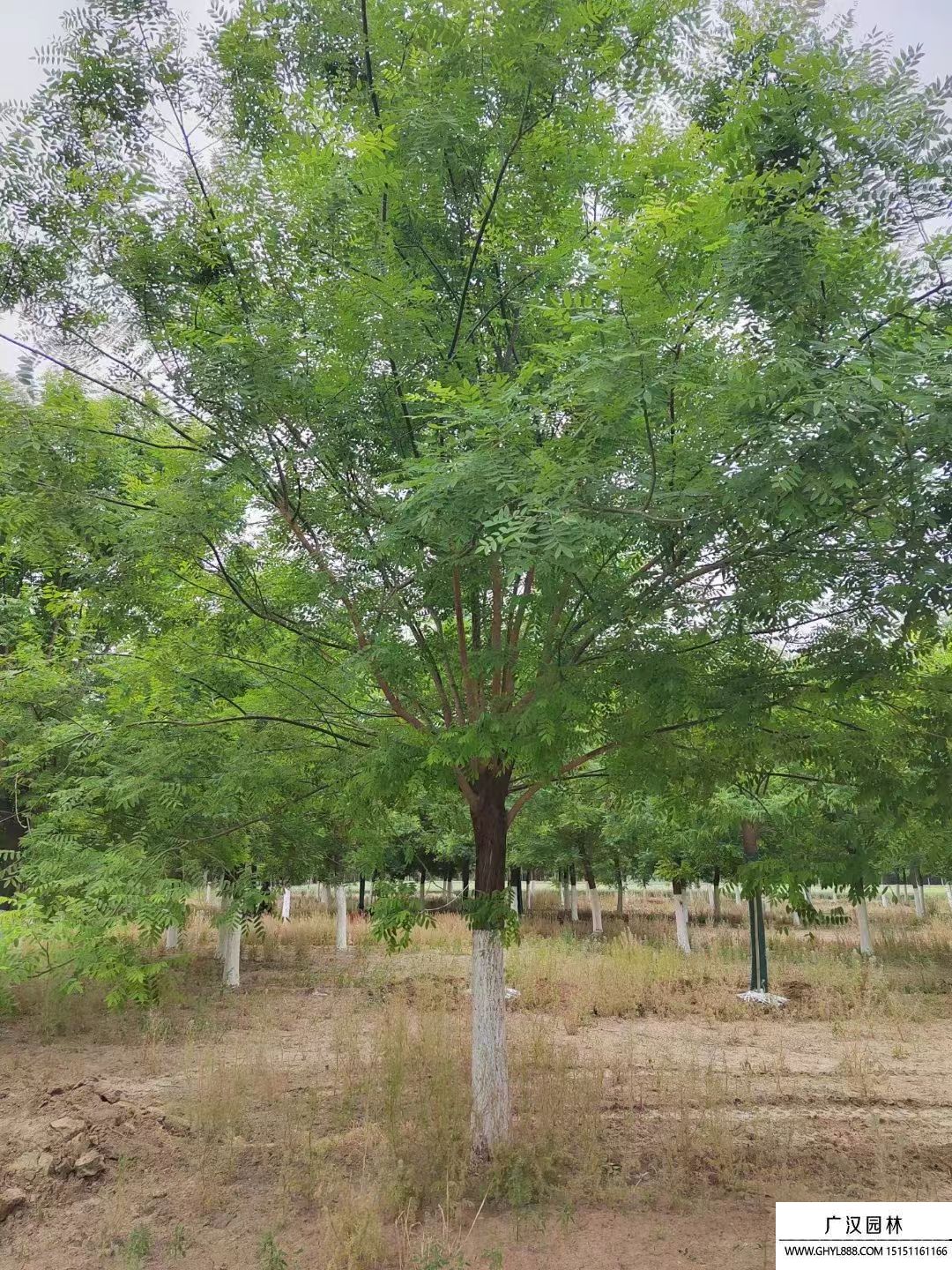 國槐
