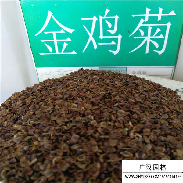 金雞菊種子