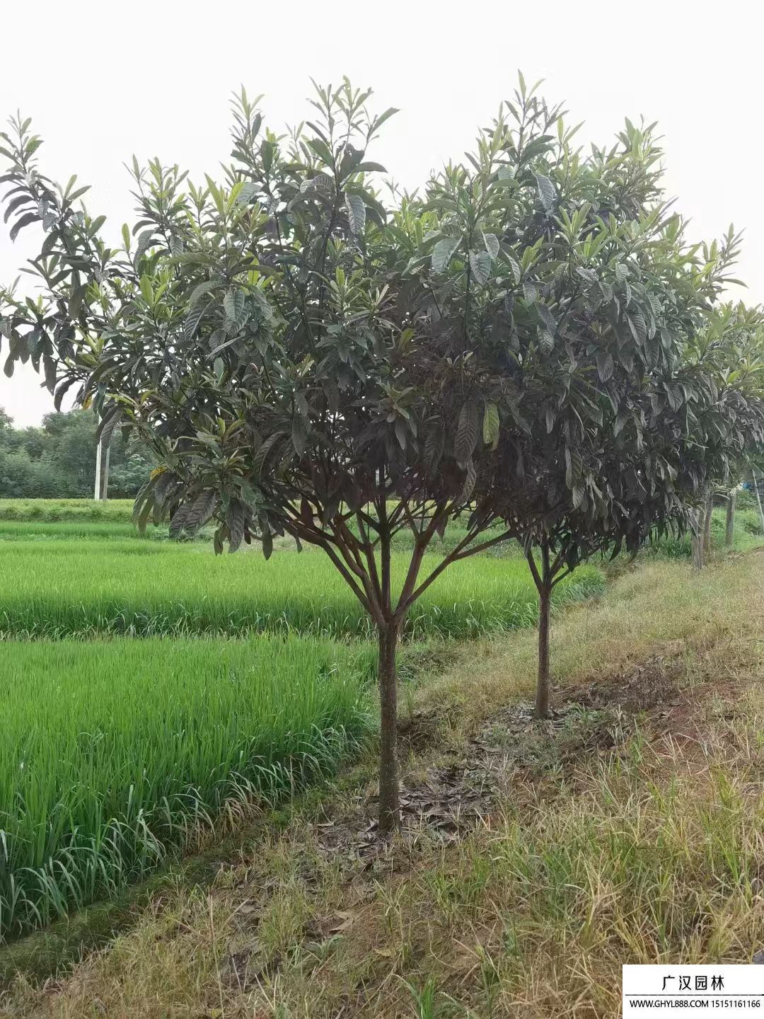 枇杷樹 