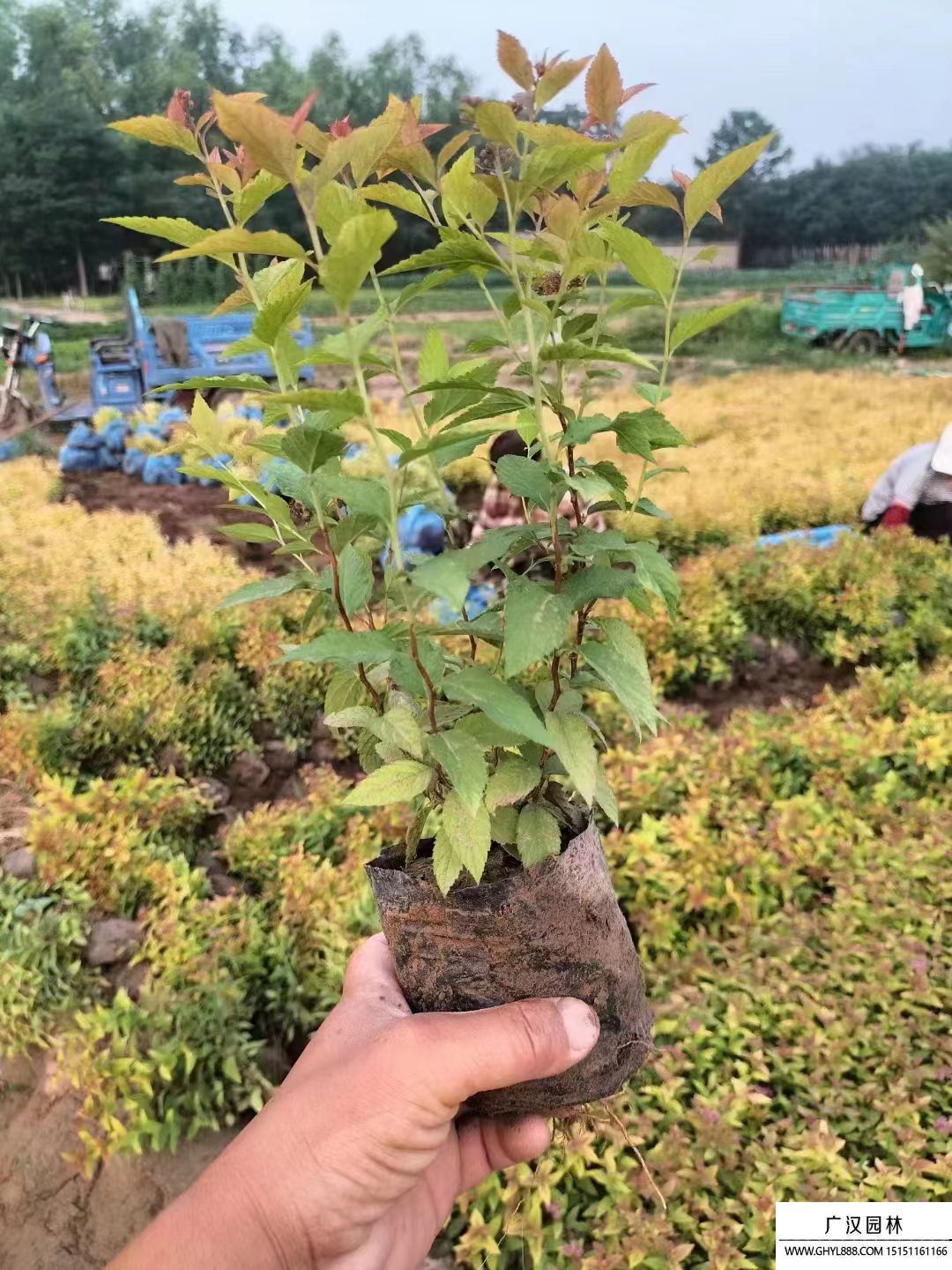 金焰繡線菊