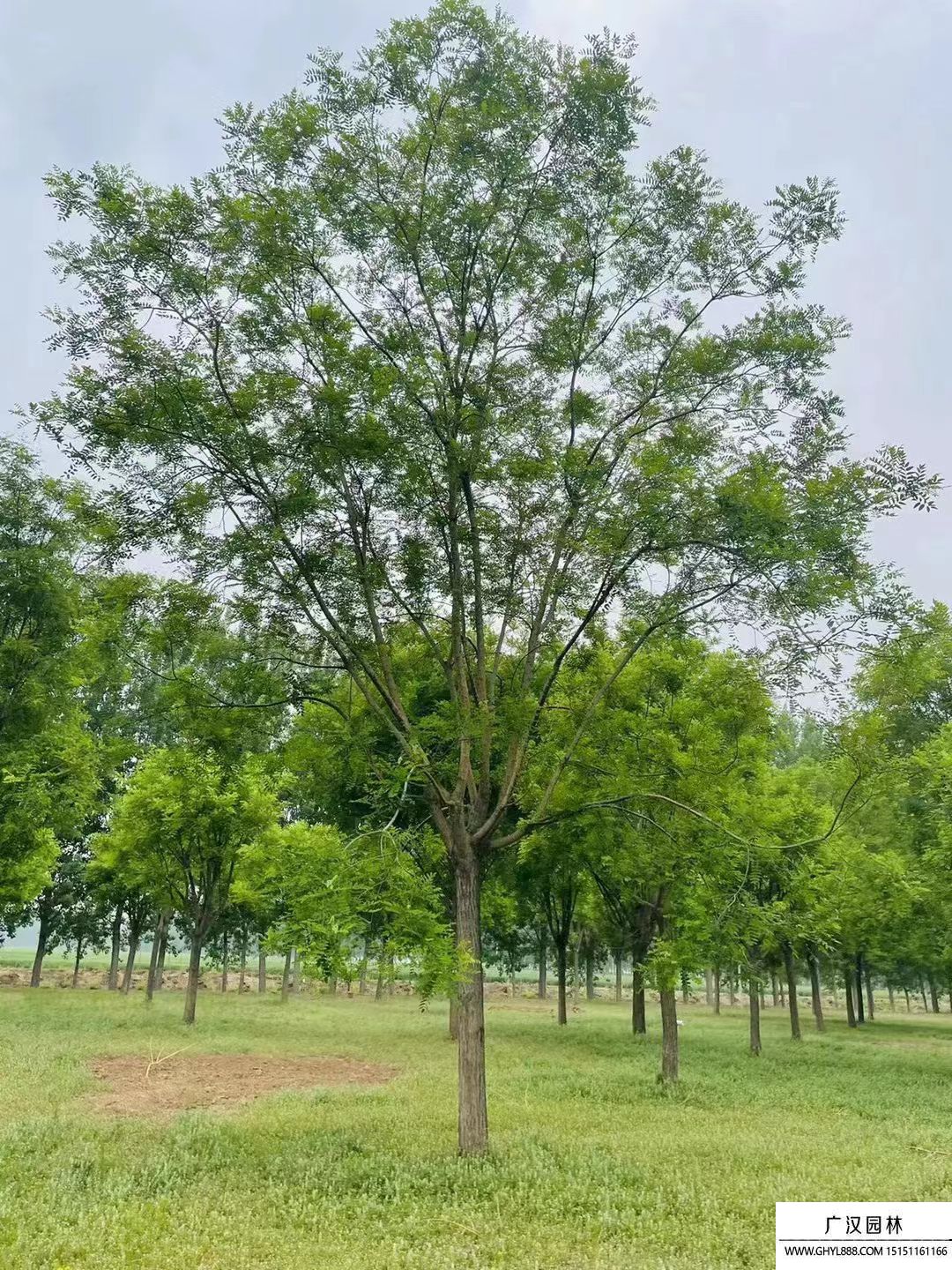 國槐
