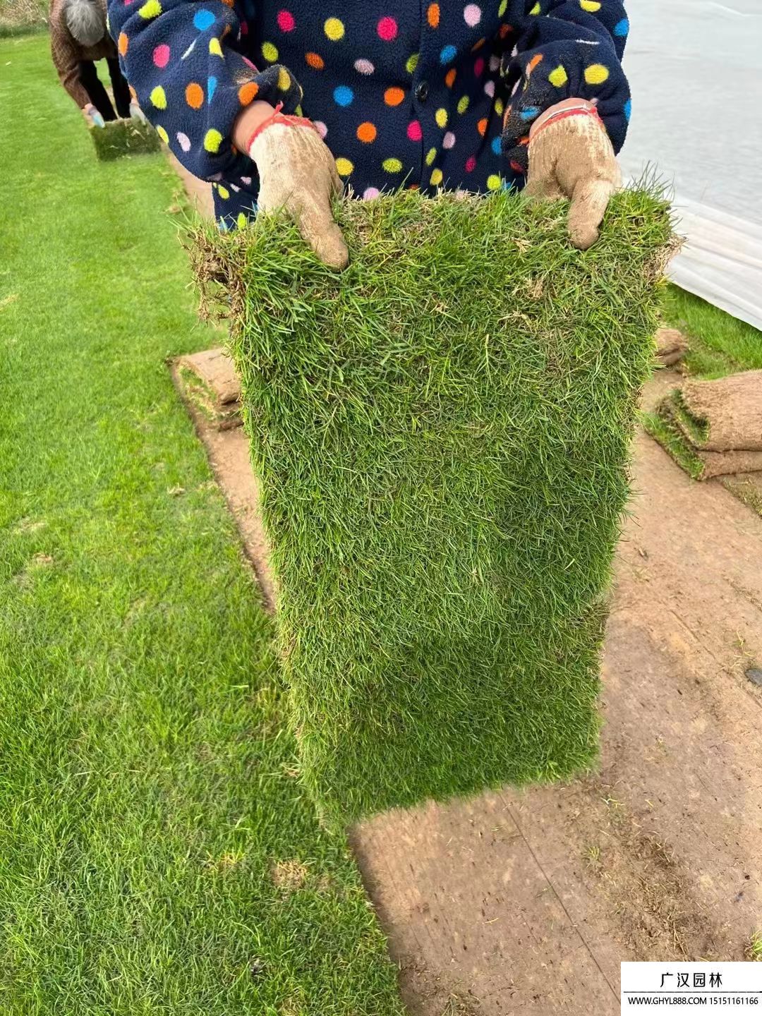 黑麥草