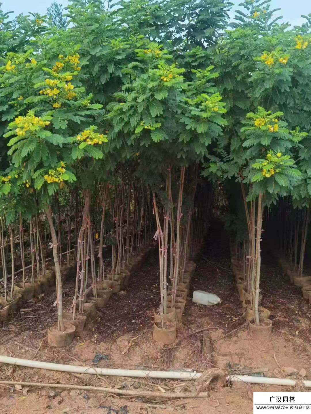黃花槐