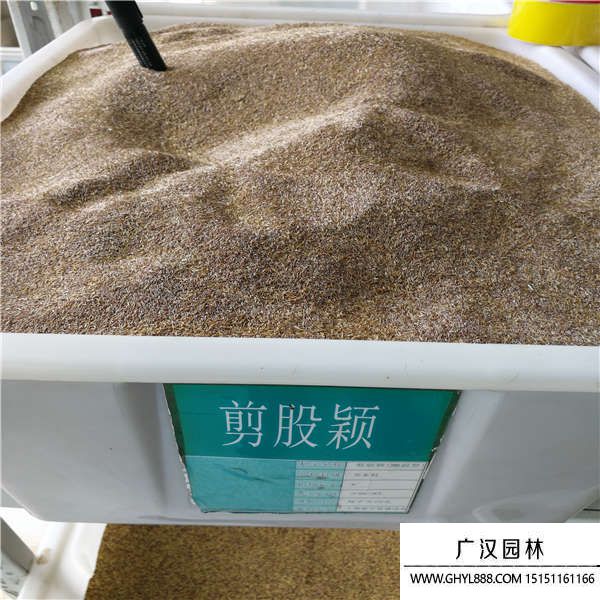 剪股穎種子