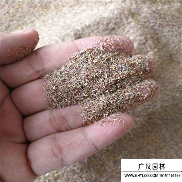 剪股穎種子