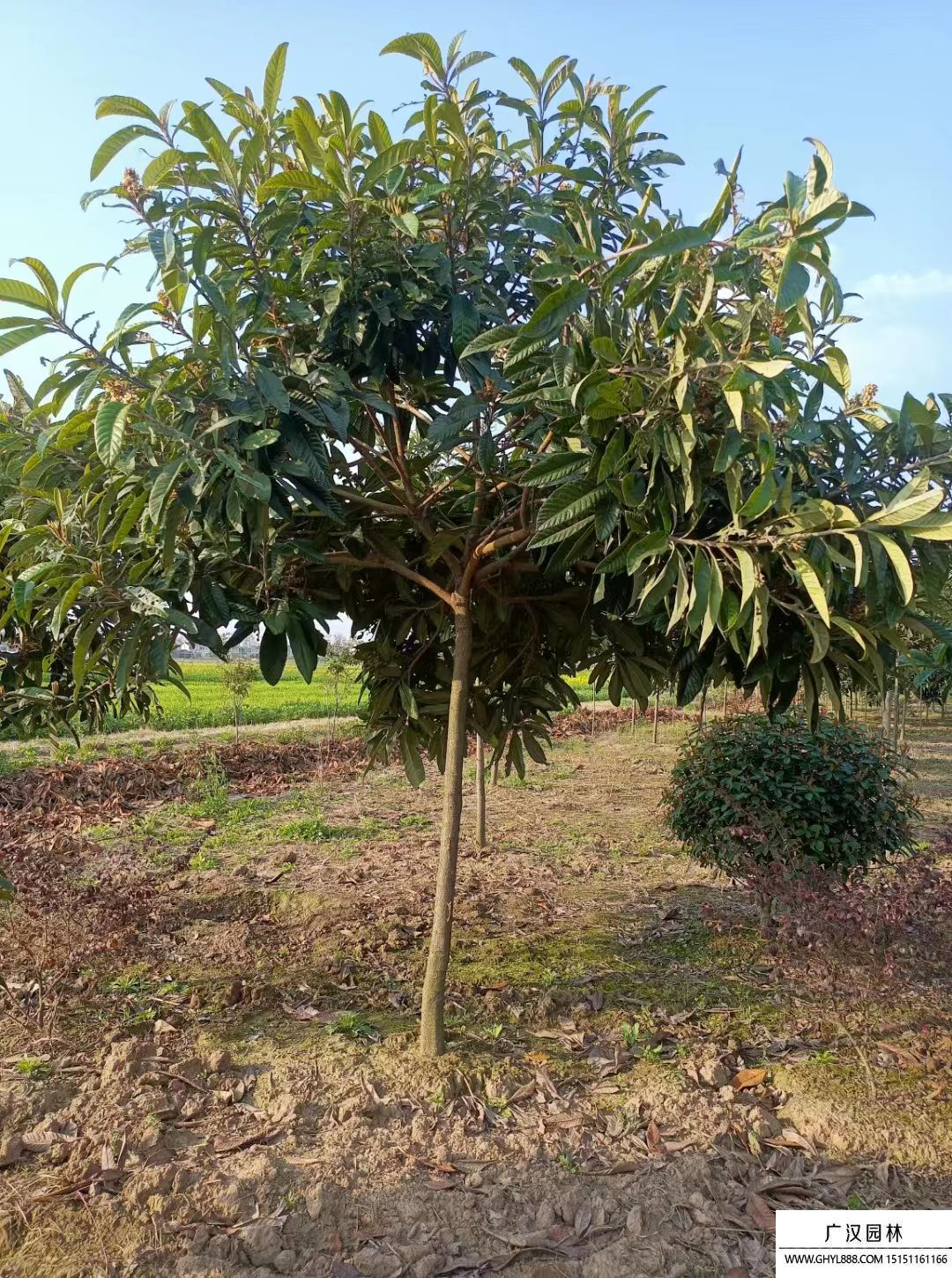 枇杷樹 