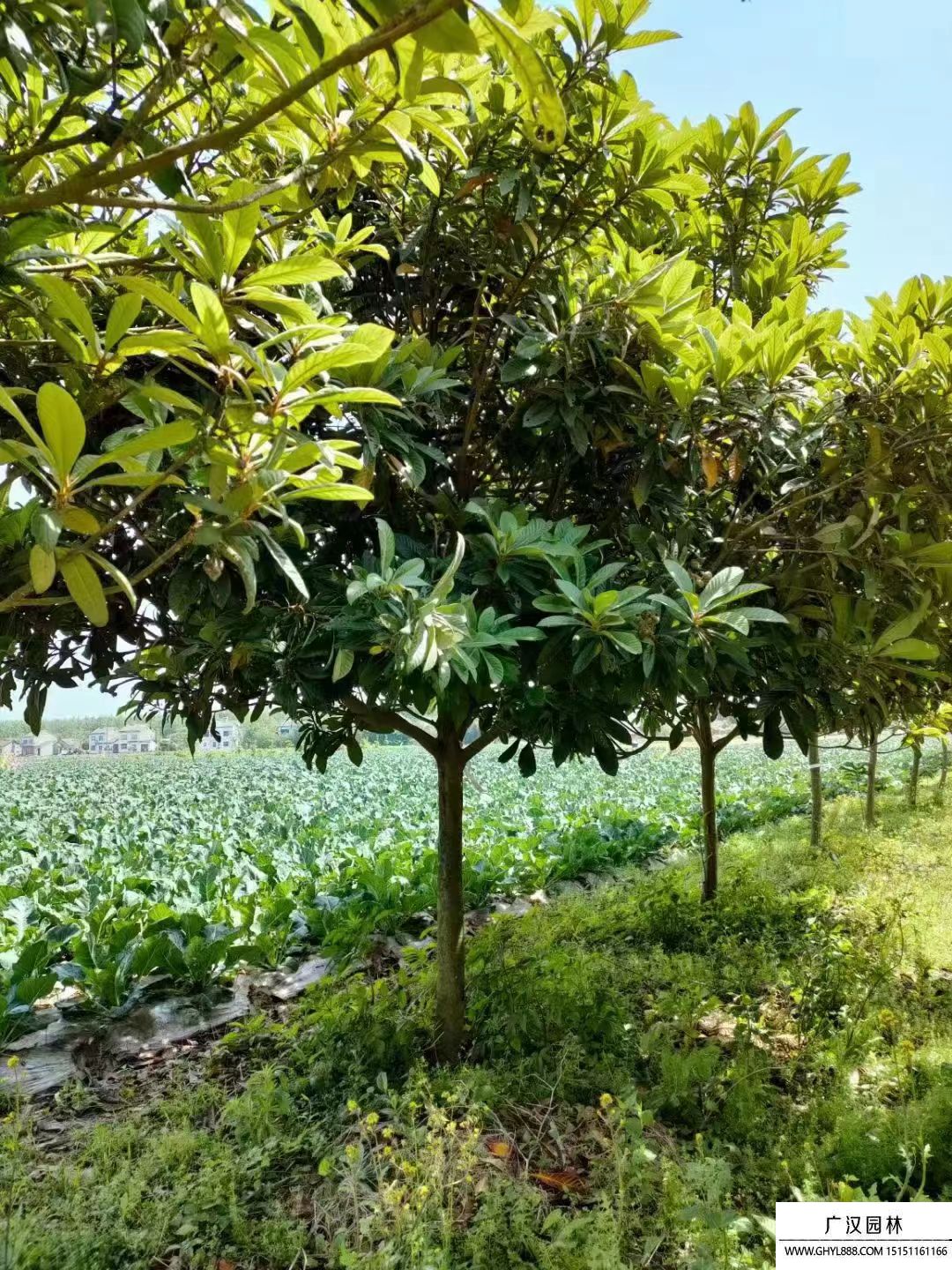 枇杷樹 