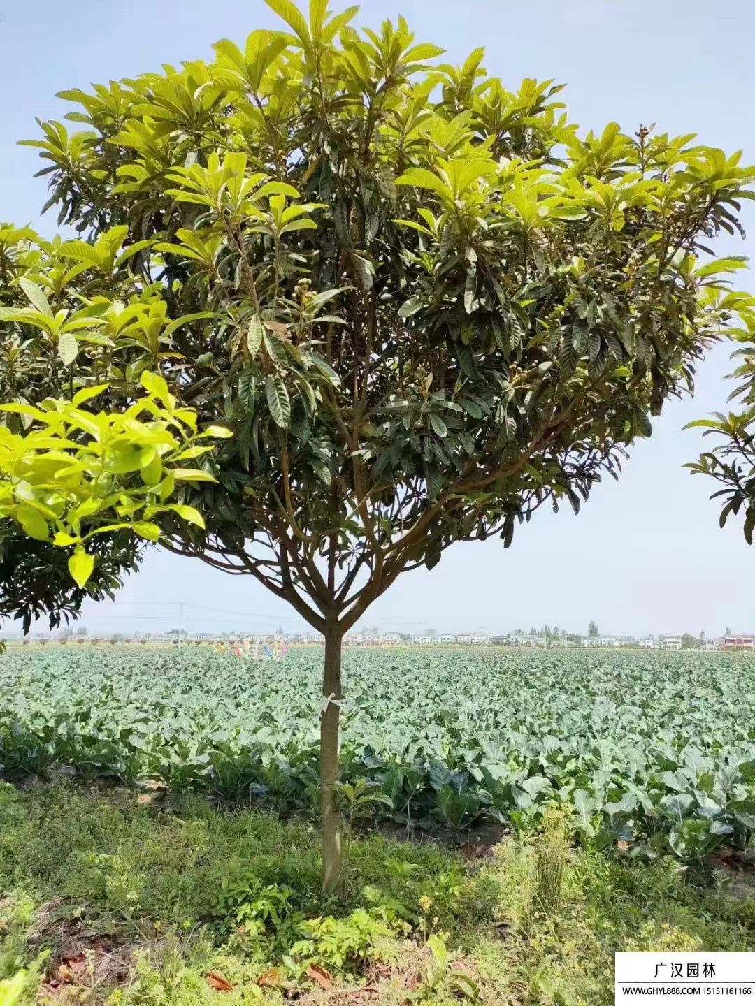 枇杷樹