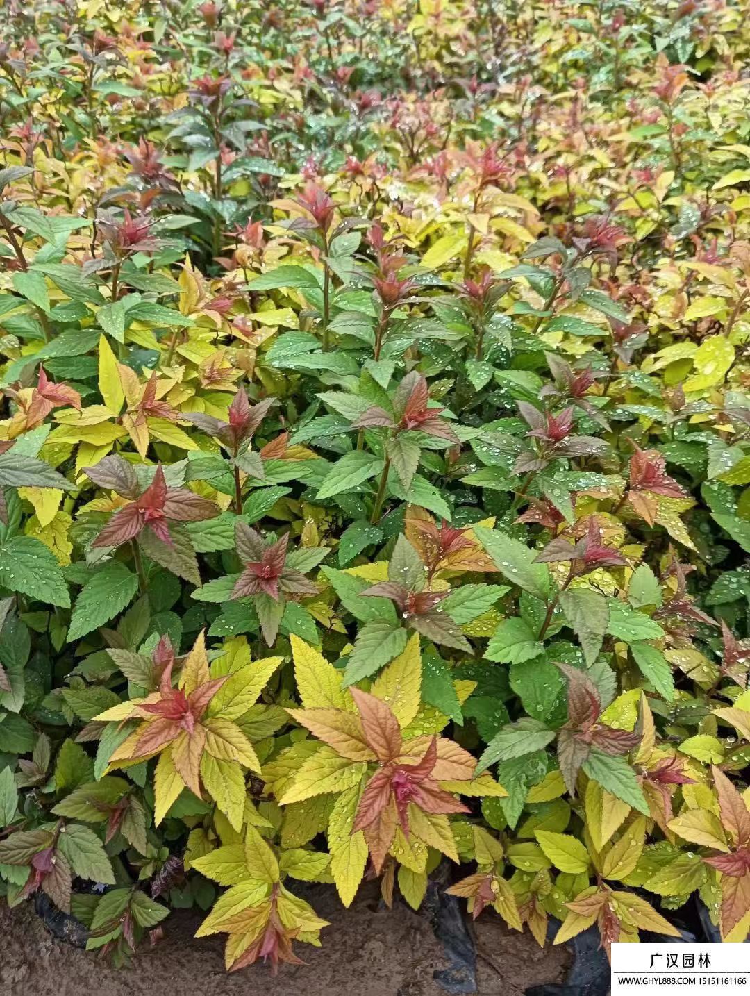 金焰繡線菊