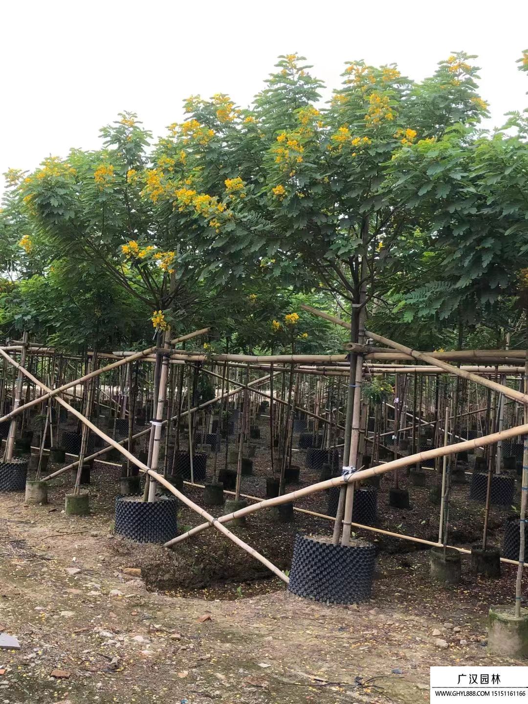黃花槐