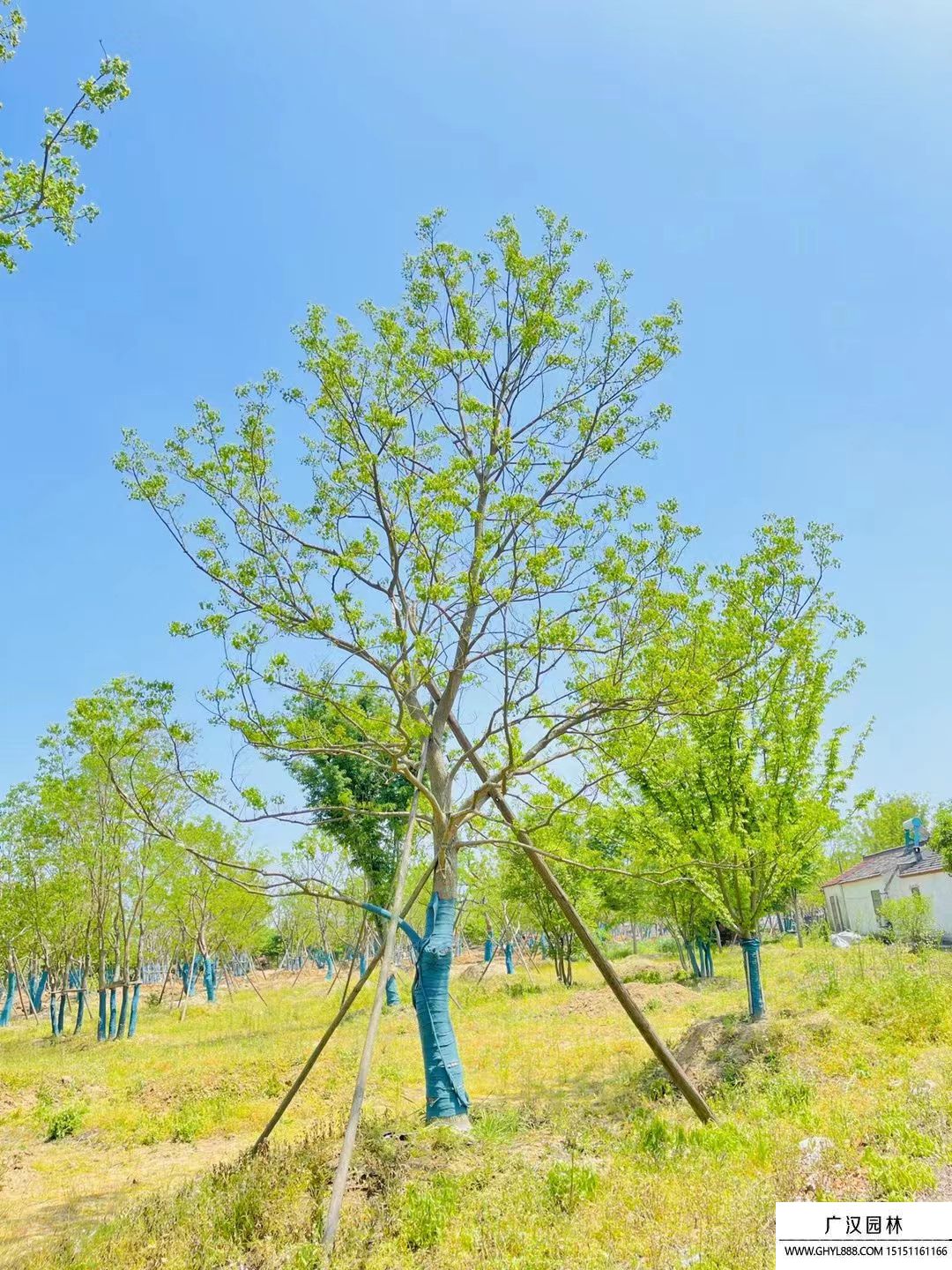烏桕樹 