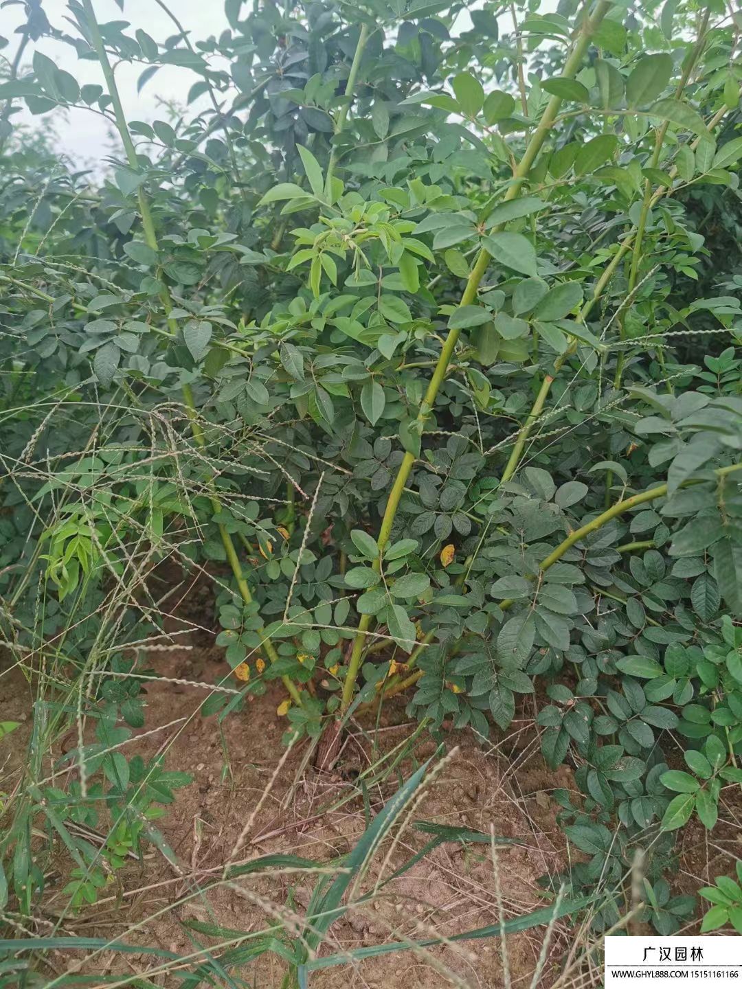 薔薇 