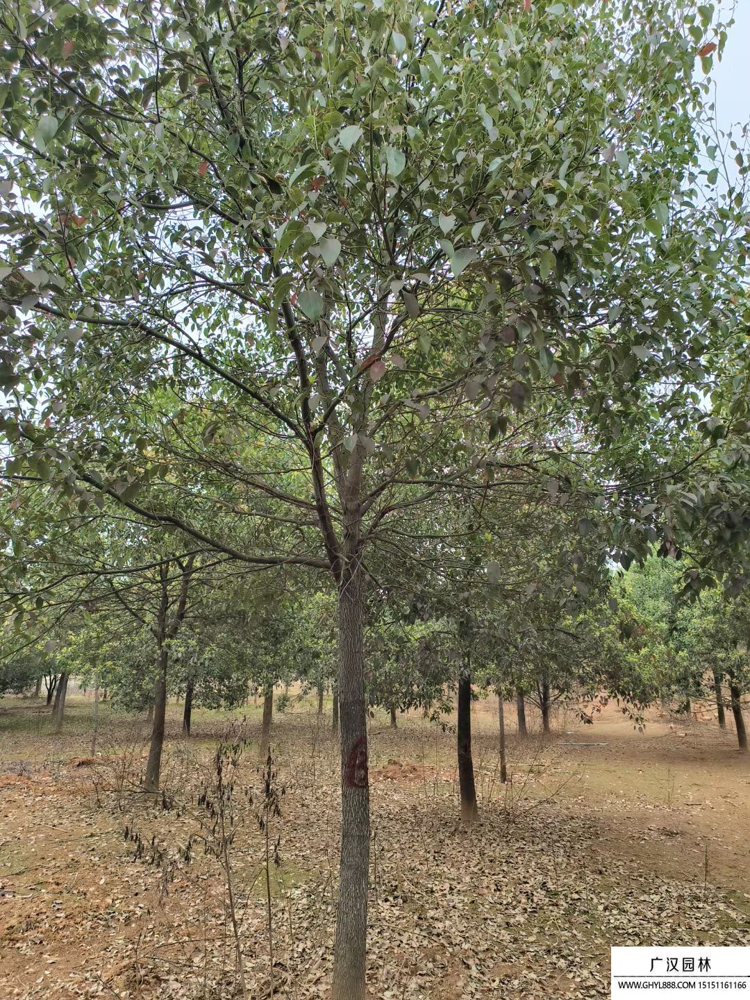 香樟樹