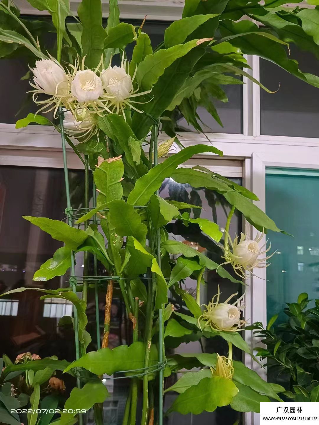 曇花 