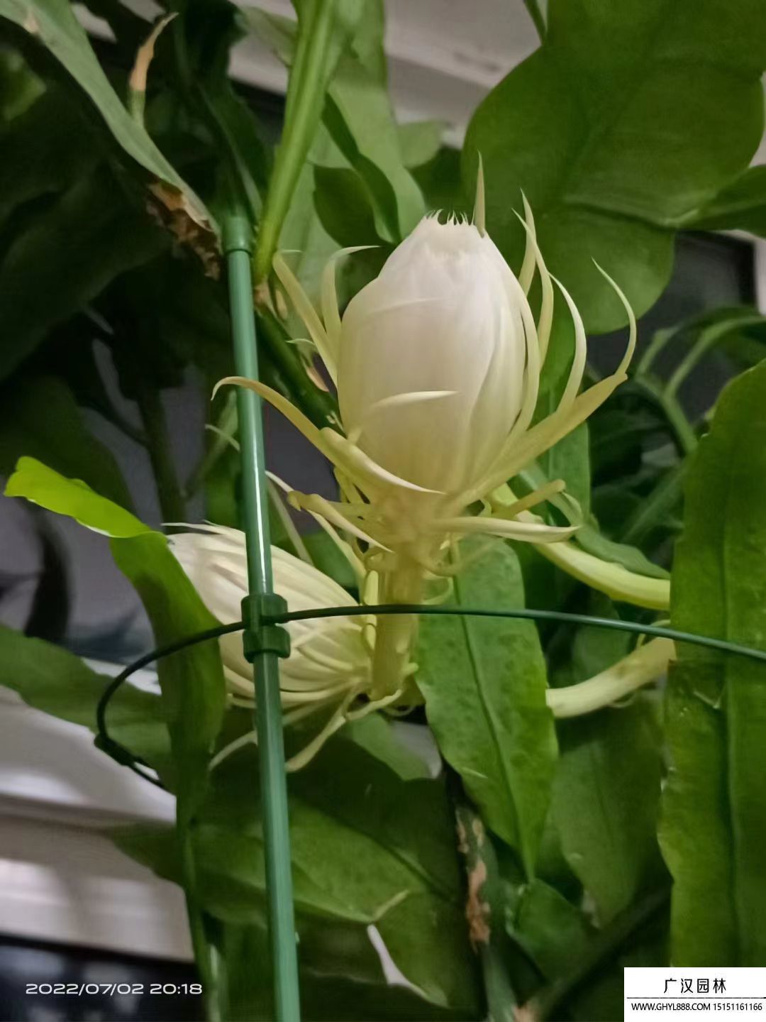 曇花 